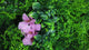 Artificial green wall panel with  ferns palms and pink flowers 100x100 cm