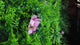 Artificial green wall panel with  ferns palms and pink flowers 100x100 cm
