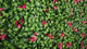 Artificial green wall panel with variegated green foliage and red gardenia flowers 100x100 cm