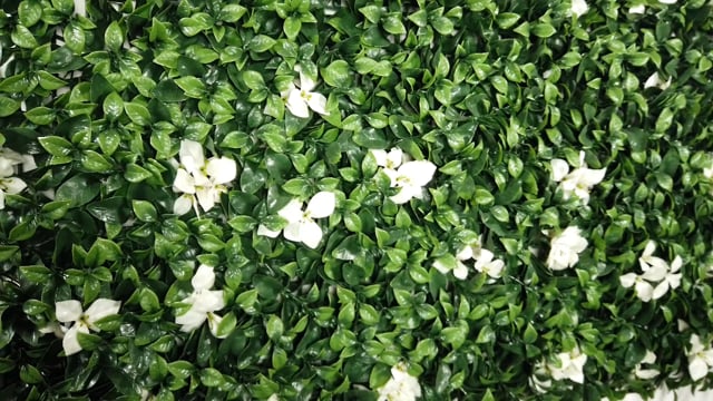 Artificial green wall panel with variegated green foliage and white gardenia  flowers 100x100 cm
