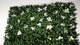 Artificial green wall panel with variegated green foliage and white gardenia  flowers 100x100 cm
