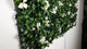 Artificial green wall panel with variegated green foliage and white gardenia  flowers 100x100 cm