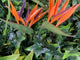 Artificial Tropical green wall with Birds of Paradise 100x100 cm