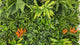 Artificial Tropical green wall with Birds of Paradise 100x100 cm