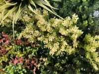Artificial green wall panel with variegated mixed green yellow red white foliage  100x100 cm