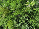 Artificial green wall panels ferns grasses palm heads & various bushes in green yellow and white - 100x100 cm