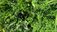 Artificial green wall panels ferns grasses palm heads & various bushes in green yellow and white - 100x100 cm