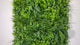 Artificial green wall panel with mixed 3d light-dark green foliage with scheffleras 100x100 cm