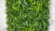 Artificial green wall panel with mixed 3d light-dark green foliage with scheffleras 100x100 cm