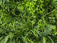 Artificial green wall panel with mixed 3d light-dark green foliage with scheffleras 100x100 cm