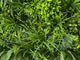 Artificial green wall panel with mixed 3d light-dark green foliage with scheffleras 100x100 cm