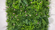 Artificial green wall panel with mixed 3d light-dark green foliage with scheffleras & pink flowers  100x100 cm