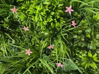 Artificial green wall panel with mixed 3d light-dark green foliage with scheffleras & pink flowers  100x100 cm
