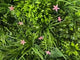 Artificial green wall panel with mixed 3d light-dark green foliage with scheffleras & pink flowers  100x100 cm