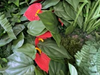 Artificial green wall mixed plant panel with ferns and grasses & red anthuriums 100x100 cm