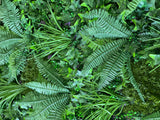 Artificial green wall mixed plant panel with ferns and grasses & red anthuriums 100x100 cm
