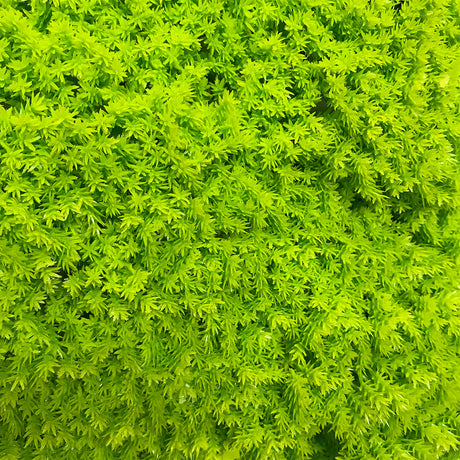 Artificial lime green moss panel 100x100 cm