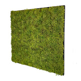 Artificial Reindeer  moss wall square art panel Aluminium frame  - 100cm