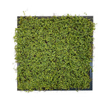 Artificial twig moss wall square art panel MDF black - 50cm