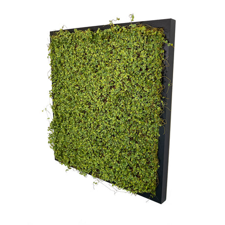 Artificial twig moss wall square art panel MDF black - 50cm