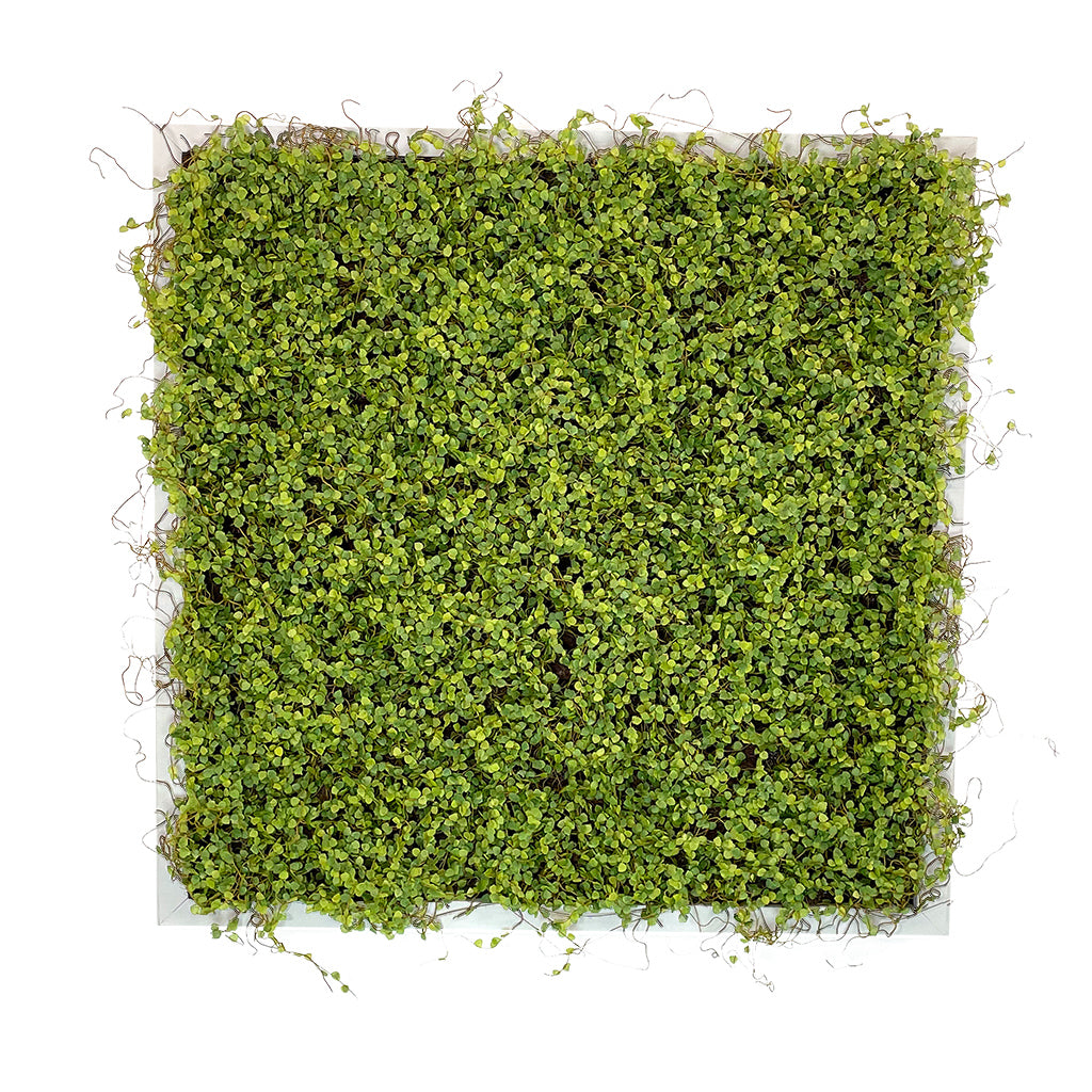 Artificial twig moss wall square art panel MDF white - 50cm