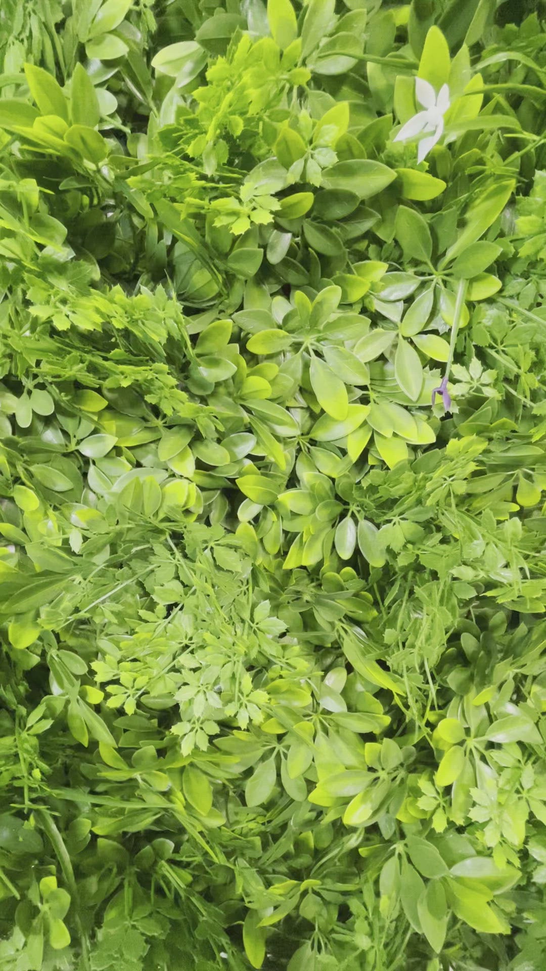 Artificial green wall panel with mixed 3d light-dark green foliage with purple & white flowers  100x100 cm