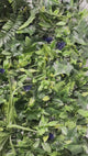 Artificial green wall panel with variegated greens of ivy, ferns, palm heads, grasses & blue-purple flowers  100x100 cm