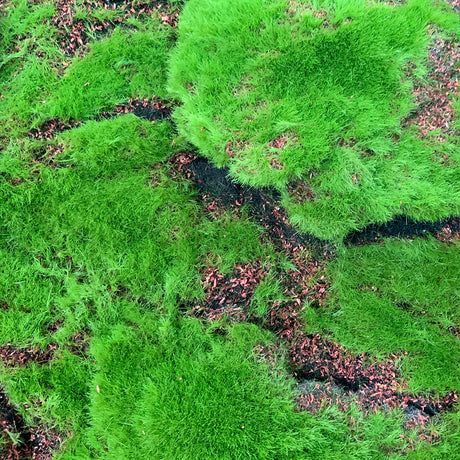 Artificial green flat-lumpy moss panel - www.greenplantwalls.co.uk
