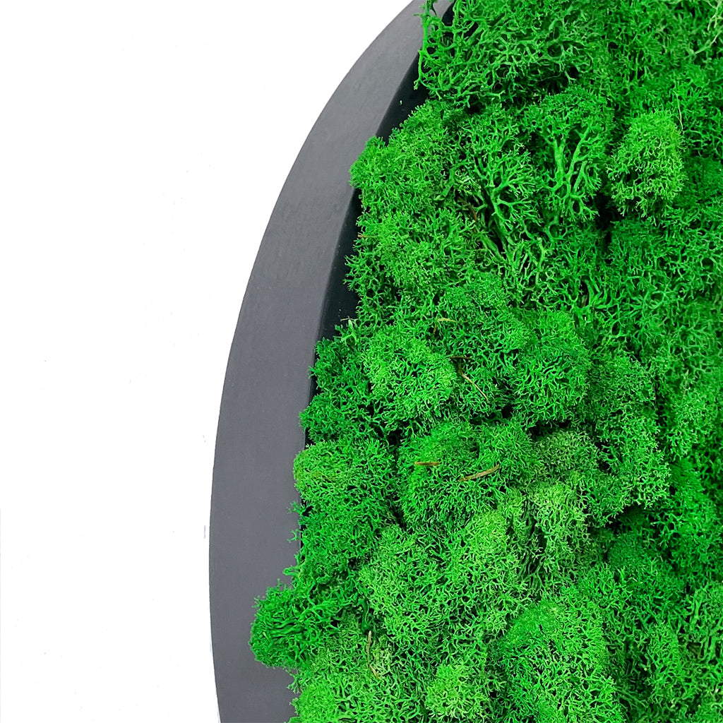 Preserved reindeer moss wall circular art panel MDF Black  - 50cm