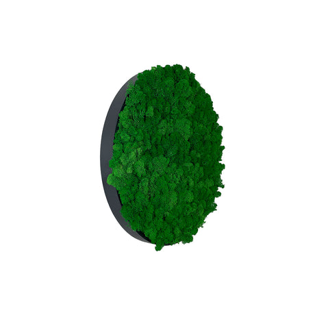 Preserved reindeer moss wall circular art panel MDF Black  - 50cm