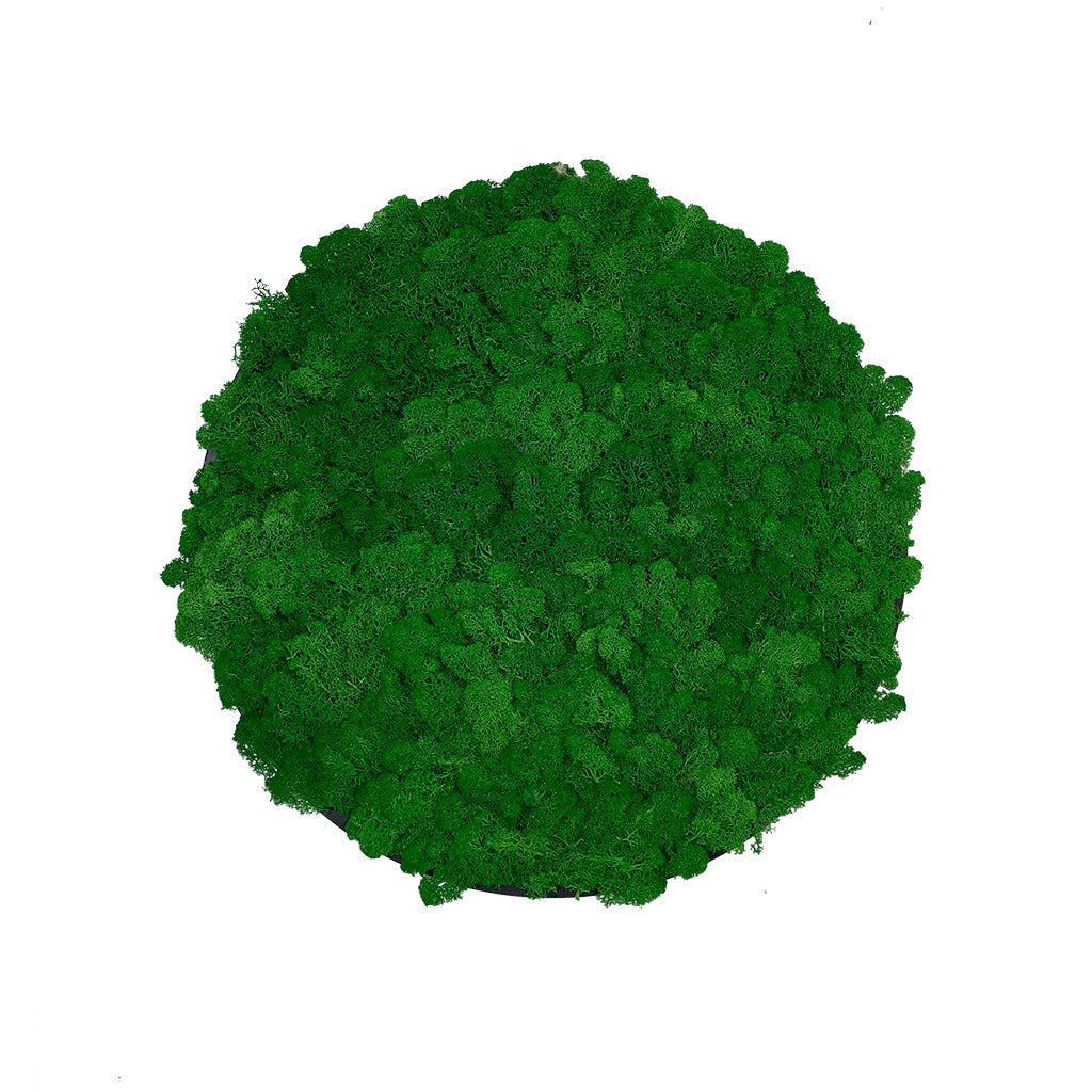 Preserved reindeer moss wall circular art panel MDF Black  - 50cm