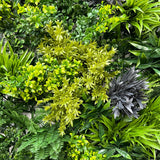 Green wall panel variegated light and dark green foliage  palms heads, green grasses & ferns & purple bushes 100x100 cm