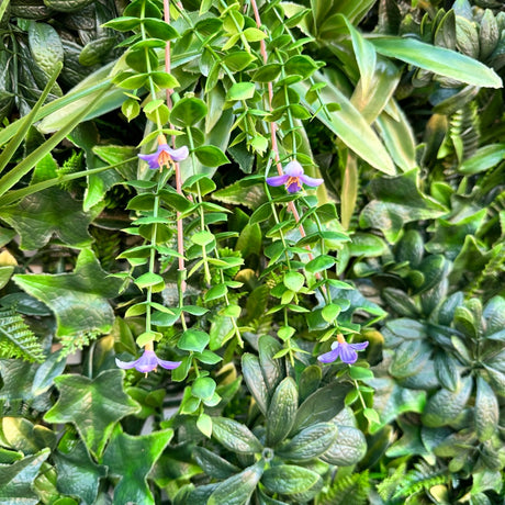 Artificial green wall panel with variegated foliage and trailing purple flowers 100x100 cm