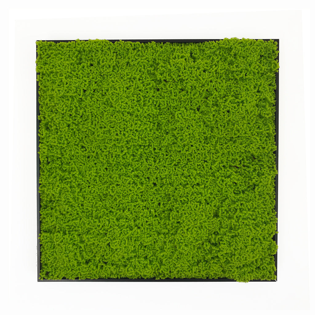 Artificial light green lichen moss art panel 50x50 cm