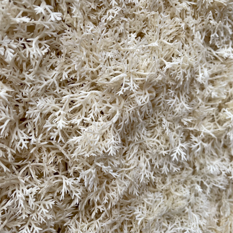 Artificial white reindeer moss panel - 100x100cm