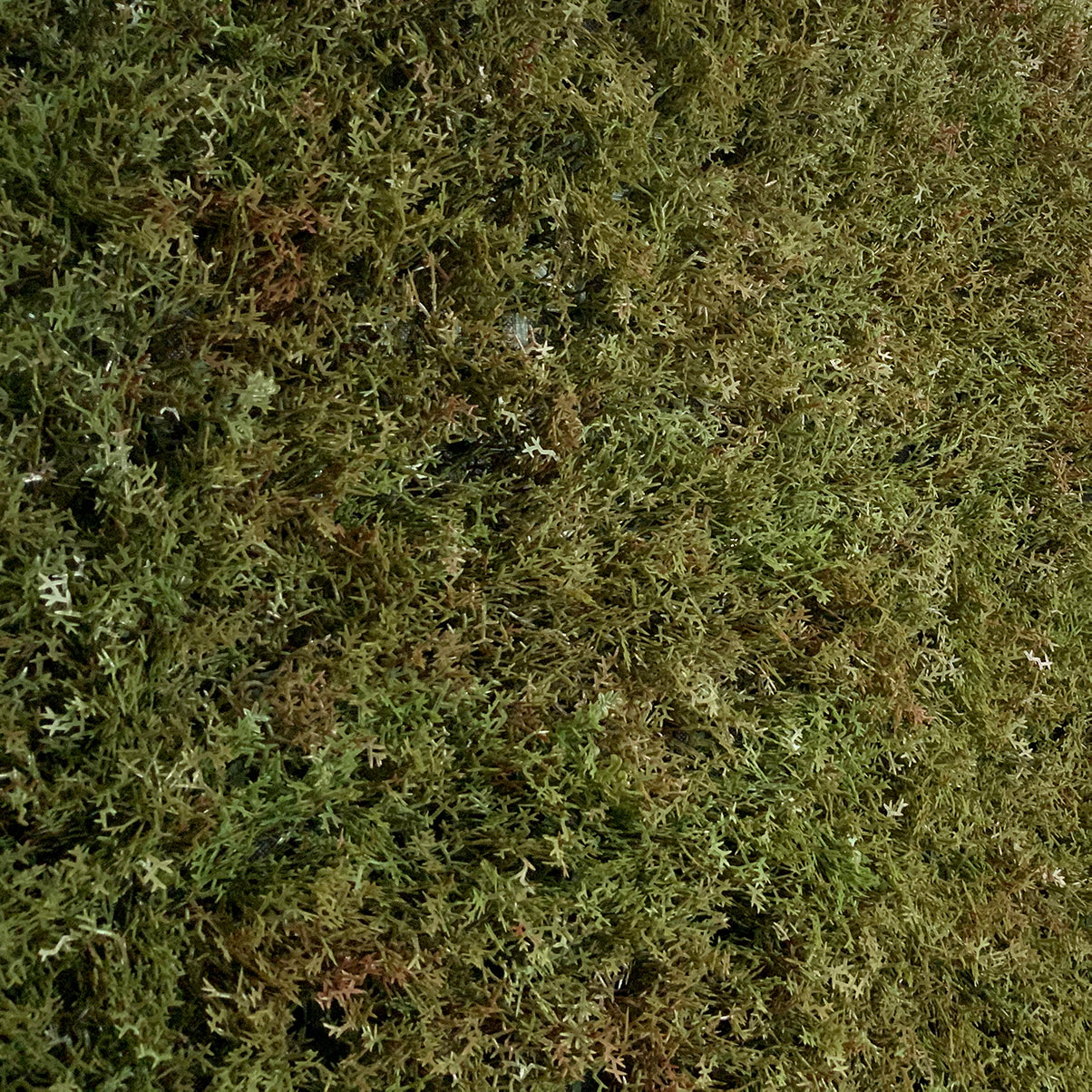 Artificial olive green-brown reindeer moss panel 100x100 cm - www.greenplantwalls.co.uk