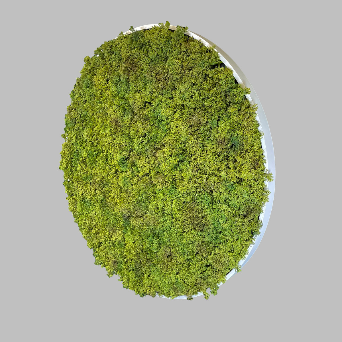 Reindeer moss circular wall art panel with white rim, green moss, MDF, 80cm
