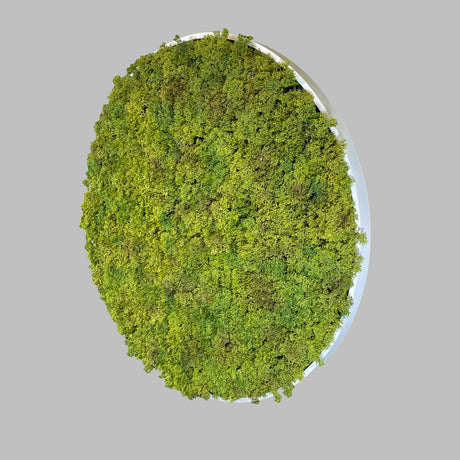 Artificial Reindeer moss wall circular art panel MDF White - 80cm