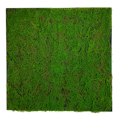 Framed Artificial green sphagnum moss art panel 100x100 cm - www.greenplantwalls.co.uk